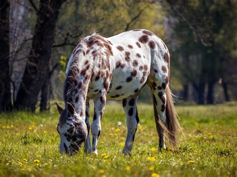 Appaloosa Horses for Sale