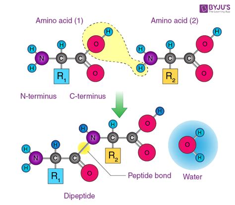 Peptide Bond - Definition, Formation, Structure, Examples