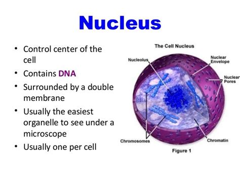 Describe the Structure of the Nucleus