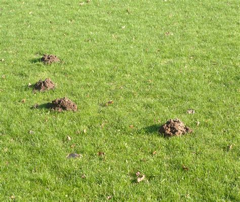 How to Take Back Your Lawn From a Mole Invasion | Superior Lawn Care