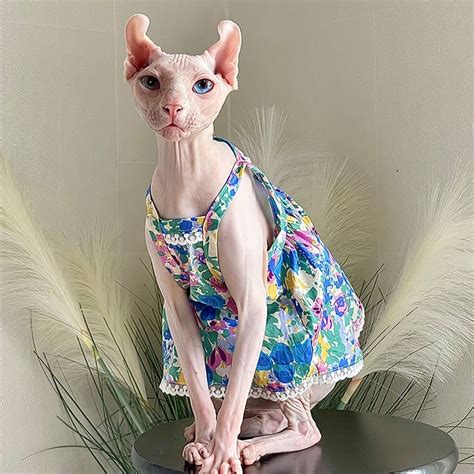 Hairless Cat In Dress | ubicaciondepersonas.cdmx.gob.mx