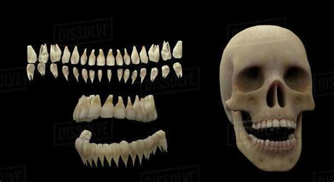 3D rendering of human teeth and skull. - Stock Photo - Dissolve