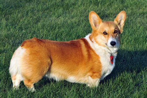 Pembroke Welsh Corgi - Wikipedia