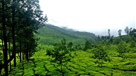 Tall Trees Resort - A Weekend Escapade in Munnar