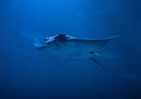 Manta Rays - Pfleger Institute of Environmental Research