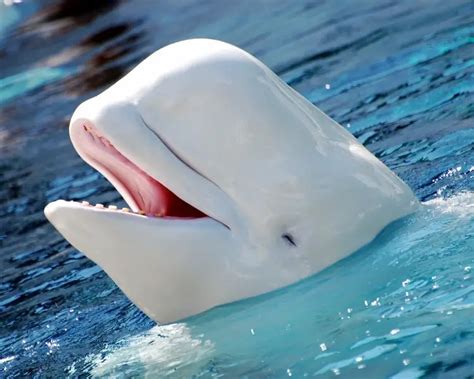 Beluga Whale - Facts, Diet, Habitat & Pictures on Animalia.bio