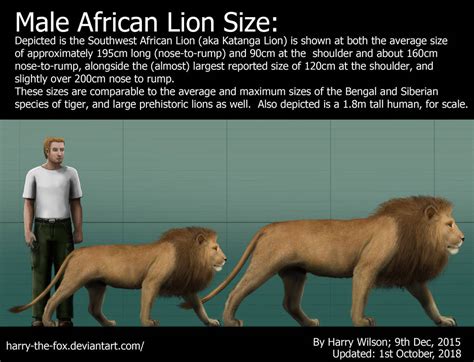 Male Lion Size by Harry-the-Fox on DeviantArt