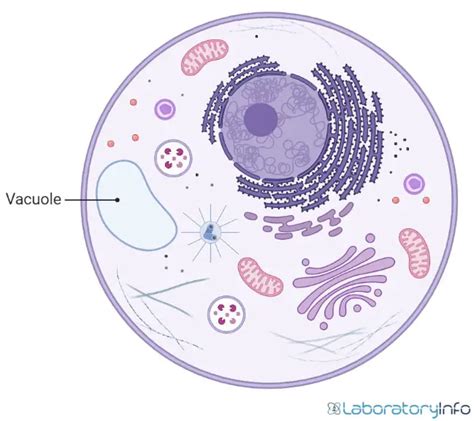 Vacuole In An Animal Cell