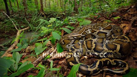 Python bivittatus – Burmese Python – HerpingThailand.com