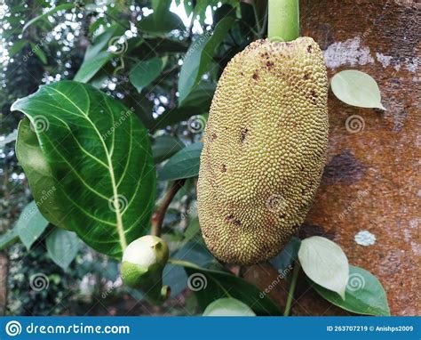 Closeup View of a Jackfruit Flower and Young Jackfruit Stock Image - Image of branch ...