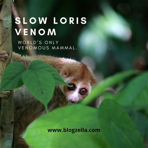 Slow loris venom – World’s only venomous mammal. | Slow loris, Mammals, Animals