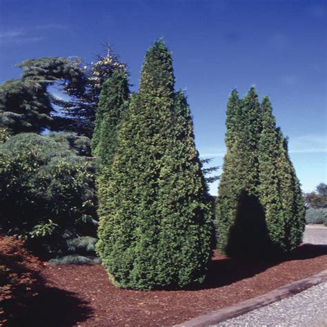 Cedar Trees - Sheridan Nurseries Online