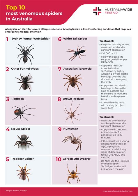 Spider Bite Identify Treat Chart