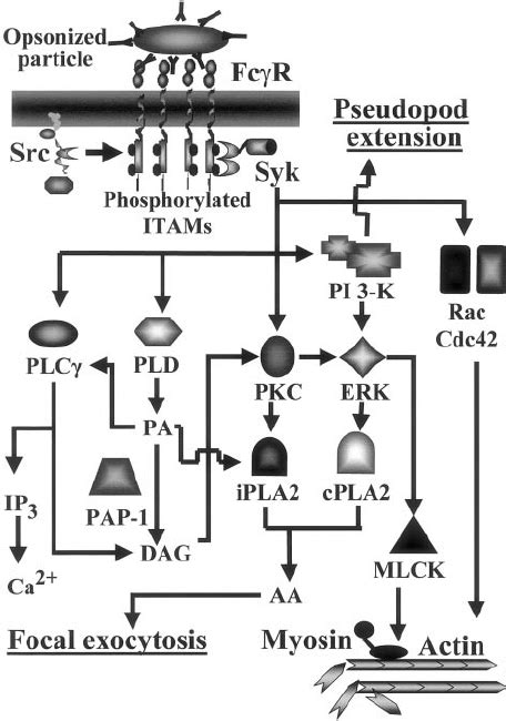 Phagocytic signaling on Fc ␥ R stimulation. Signaling by Fc ␥ R... | Download Scientific Diagram