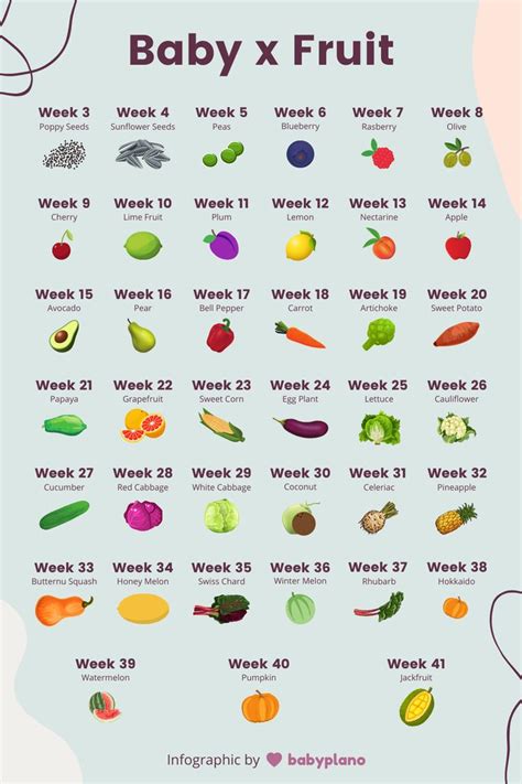 Uterus Size By Week Diagram Fruit Pregnancy Week By Week: Ho