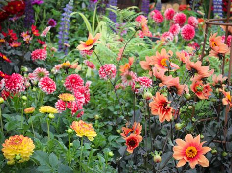 How to plant and grow Dahlias - Seed Pantry Blog