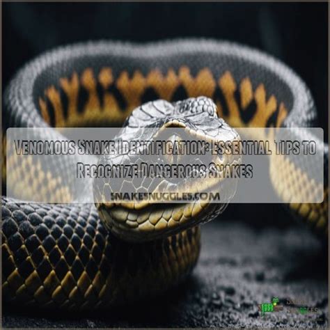 Venomous Snake Identification: Essential Tips to Recognize Dangerous Snakes