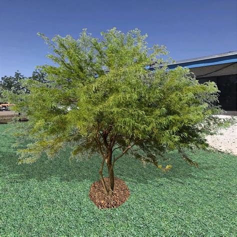 Chilean Mesquite Tree - Drought Tolerant Tree Guzmansgreenhouse.com