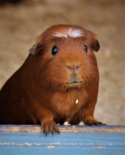 Guinea Pig Breeds - Different Types Of Guinea Pigs - PetReview