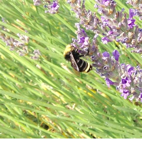 Bumblebee on lavender - Foothill Sierra Pest Control