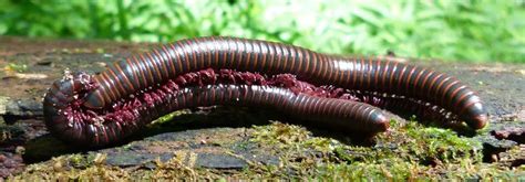 What Do Millipedes Eat?