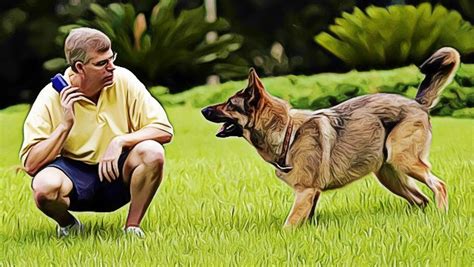 How to train a dog to poop outside the house - Vkool