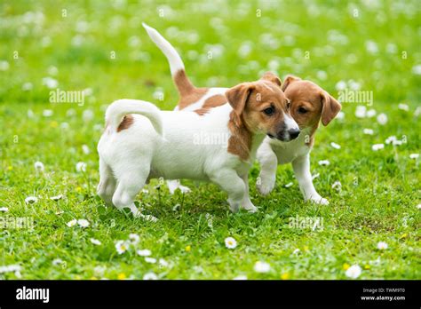 Two Jack Russell terriers playing. Two wonderful jack russell puppies Stock Photo - Alamy