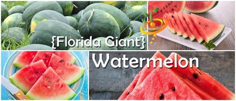 Watermelon - Florida Giant