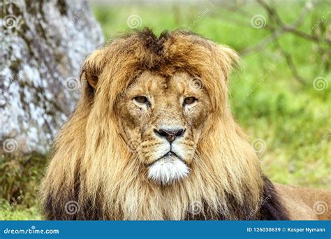 Male Lion with a Beautiful Mane Stock Image - Image of male, hair ...