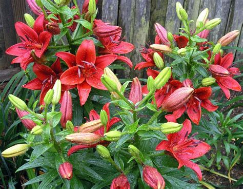 Asiatic Lily Care - How To Grow Asiatic Lilies | Lily garden, Lily plants, Lily care