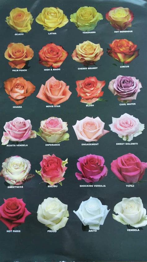 Details 48 rosas de colores - Abzlocal.mx