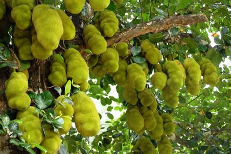 Jackfruit Cultivation; Know How to Grow ‘Wonder Fruit’