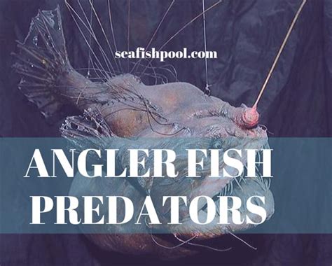 Angler Fish Predators - What fish do Angler Fish Eat? - SeaFish