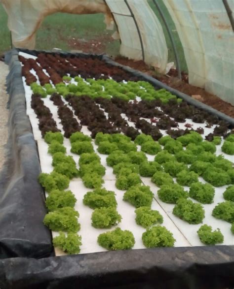 Hydroponic Technology: The future of smart farming | United Nations Development Programme