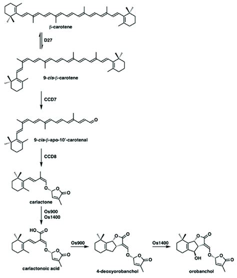 Strigolactone biosynthesis pathway in rice. | Download Scientific Diagram