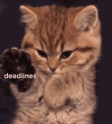 Stressed Cat Gif