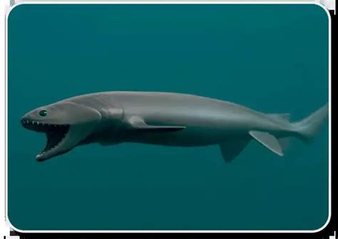 Frilled Sharks Are An Interesting Species Of Shark - Shark Sider