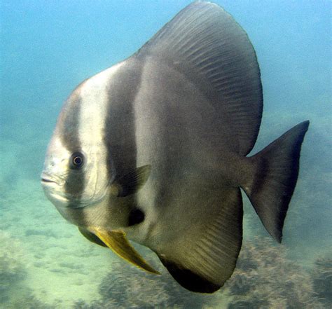 Batfish | The Great Barrier Reef Australia