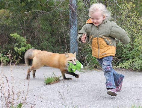 Unraveling the behavior of foxes sheds light on human behavior - Earth.com