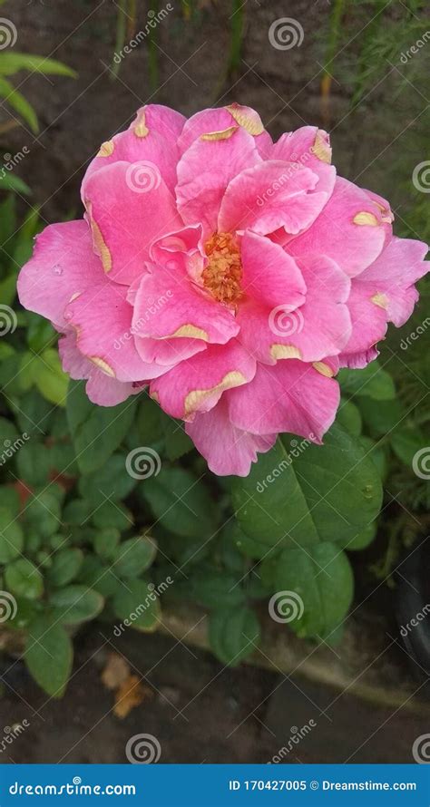 Bunga mawar / pink rose stock image. Image of pink, aesthetic - 170427005