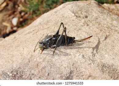 208 Mormon Cricket Images, Stock Photos, and Vectors | Shutterstock