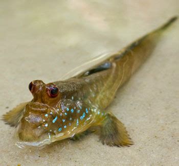 Mudskipper