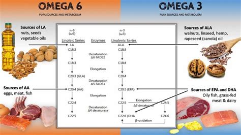 Improve Your Omega-6 to Omega-3 Balance – Rosemary Cottage Clinic Blog