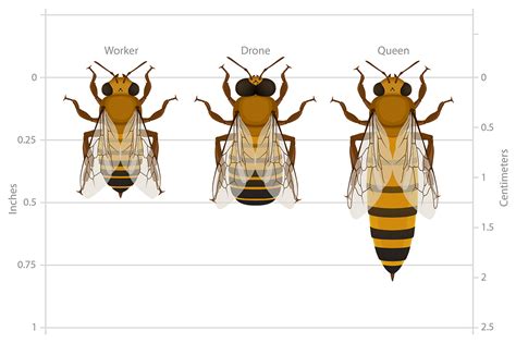 Bee Anatomy | Deviche Designs