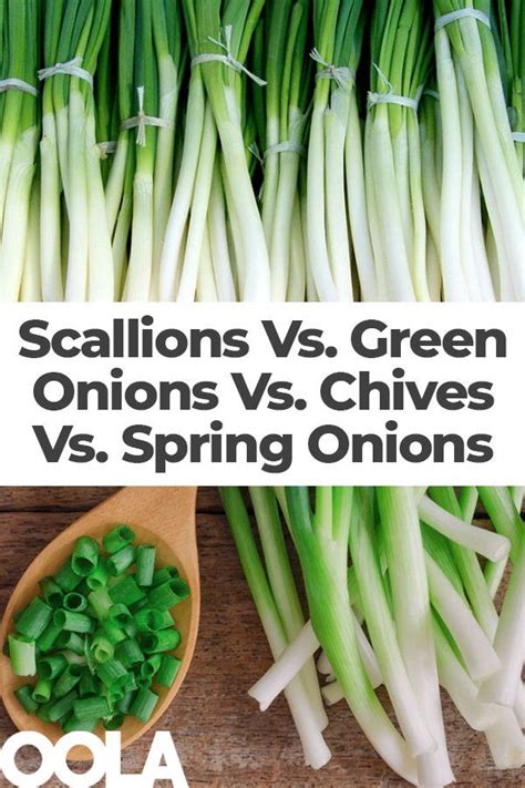 Scallions Vs. Green Onions Vs. Chives Vs. Spring Onions: What's The Difference? | Types of ...