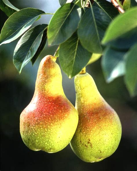 Pear tree - pruning, care and diseases of fruit and ornamental pear trees