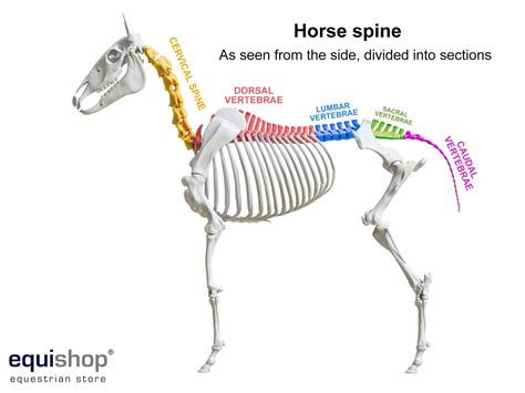 Horse Anatomy Skeleton