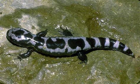 ADW: Ambystoma opacum: INFORMATION