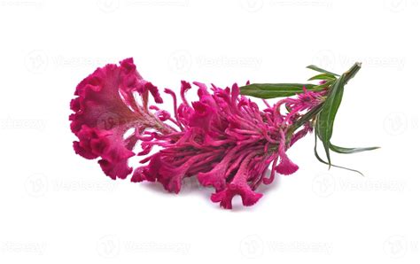 Cockscomb flower isolated on white background 8186277 Stock Photo at ...