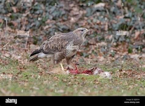 Wild Common Buzzard eating a Hare Stock Photo - Alamy